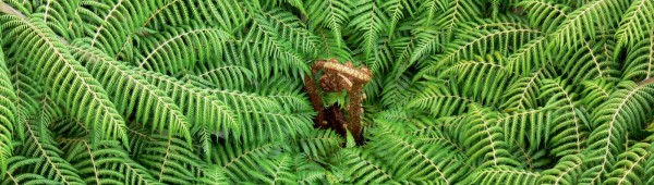 Silver Fern