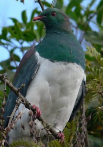 Our Resident Kereru