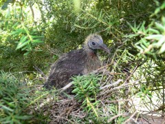 Kereru Chick